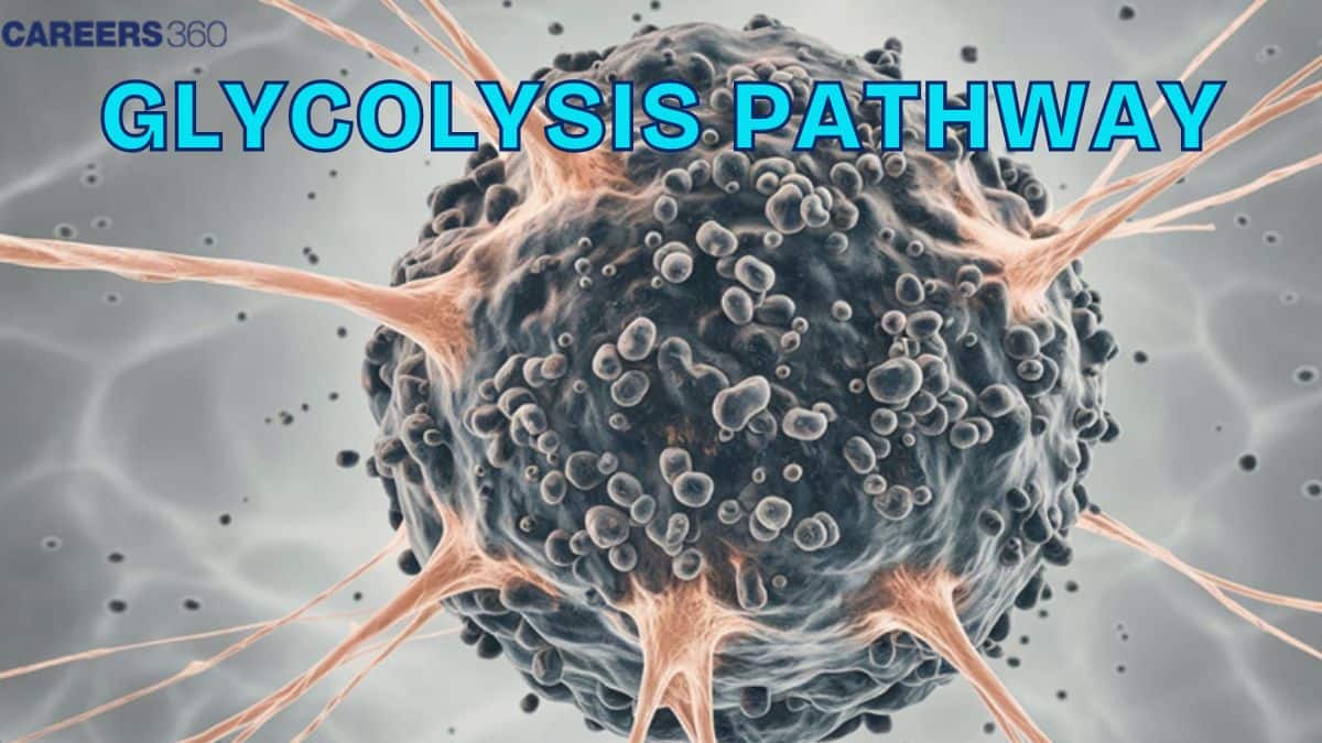 Glycolysis Pathway: Pathway, Steps & Products